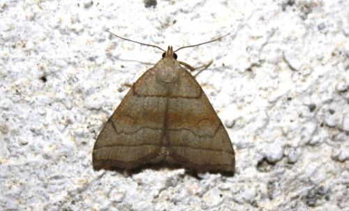 Herminia tarsicrinalis